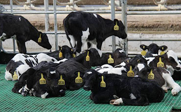 成功的初乳飼喂是保障犢牛健康的基石